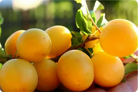 تصویر 2 از خرید و قیمت آلو زرد مجلسی + فروش عمده